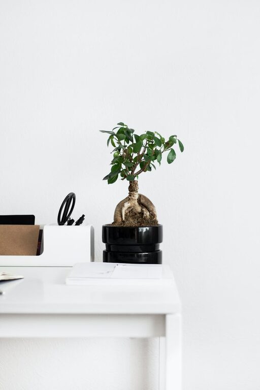 Easy Ways to Add Nature to Your Workspace for a Fresh Boost